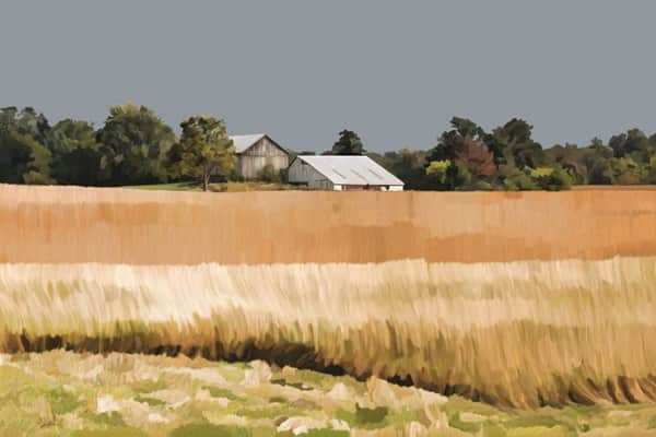 Golden Fields Series 2